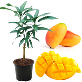 Julie Mango Tree Live Plant 2 Years Old, Sweet Mango Plant Live Ready to Plant, 1.5-2 Feet Tall, Edible Tropical Fruit for Zones 9-11 Outdoor Planting