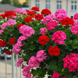 4 Mixed Geranium Plants Live, 5 to 6 Inches Tall, Geranium Flower Plants Indoor Outdoor, Well Rooted, Geraniums Live Plant