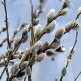 2 Pussy Willow Bare Root 6-12 Inches, Rare Flowering Shrub for Planting, Live Willow Plants for Garden Borders, Landscape or Yard Growing
