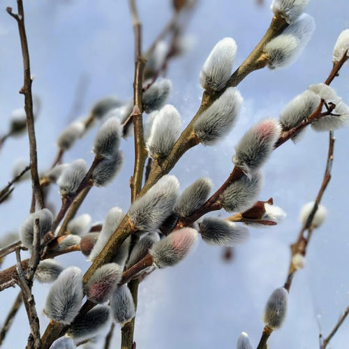 2 Pussy Willow Bare Root 6-12 Inches, Rare Flowering Shrub for Planting, Live Willow Plants for Garden Borders, Landscape or Yard Growing