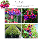 Blue Fuchsia Plant Live in 5-Inch Pot, Hanging Basket Flower, Hardy Fuchsia Vine for Shade Gardens, USDA Zones 8-11