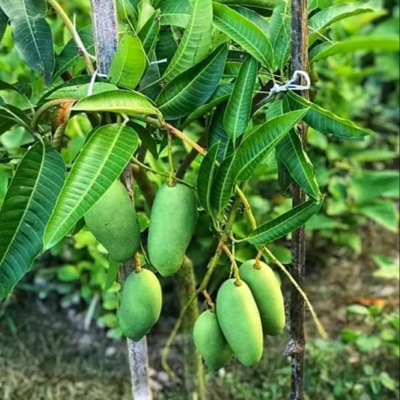 Green Sweet Mango Tree Live, 2 Feet Tall Mango Plant Live in Pot, Tropical Fruit Tree