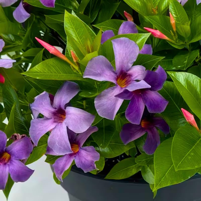 2 Blue Purple Mandevilla Live Plants, Mandevilla Flowering Vines Trellis, 4-9 Inch Tall Plants for Hanging Baskets, Container and Garden Growing