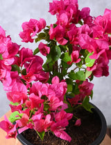 2 Trailing Bougainvillea Plants Live, Hardy Flowering Bougainvillea Plants for Hanging Basket, Container Growing, 4-8 Inches Tall (Pinkish)