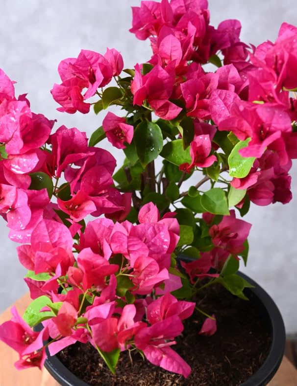 2 Trailing Bougainvillea Plants Live, Hardy Flowering Bougainvillea Plants for Hanging Basket, Container Growing, 4-8 Inches Tall (Pinkish)