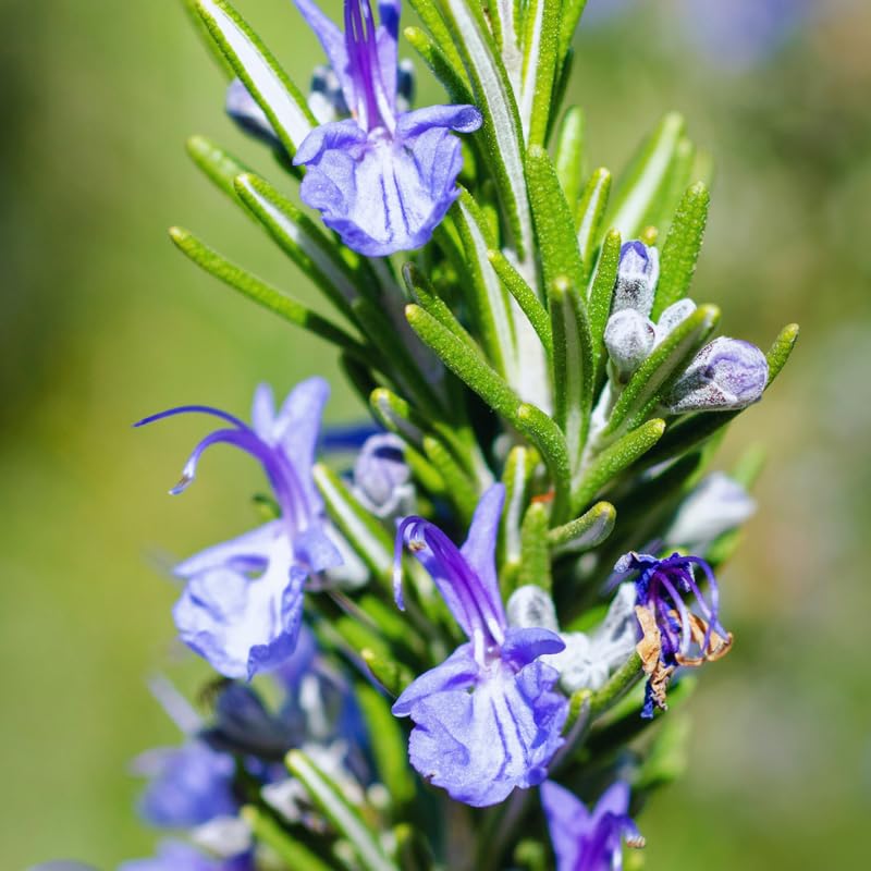 Rosemary Plant Live in Pot, Live Rosemary Plant, 8 Inches in Height, Fragrant Herb Plants