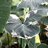 Elephant Ear Plants, Variegated Colocasia Plant, Colocasia Alocasia Esculenta Taro for Indoor Outdoor Gardens, Dormant in Winter