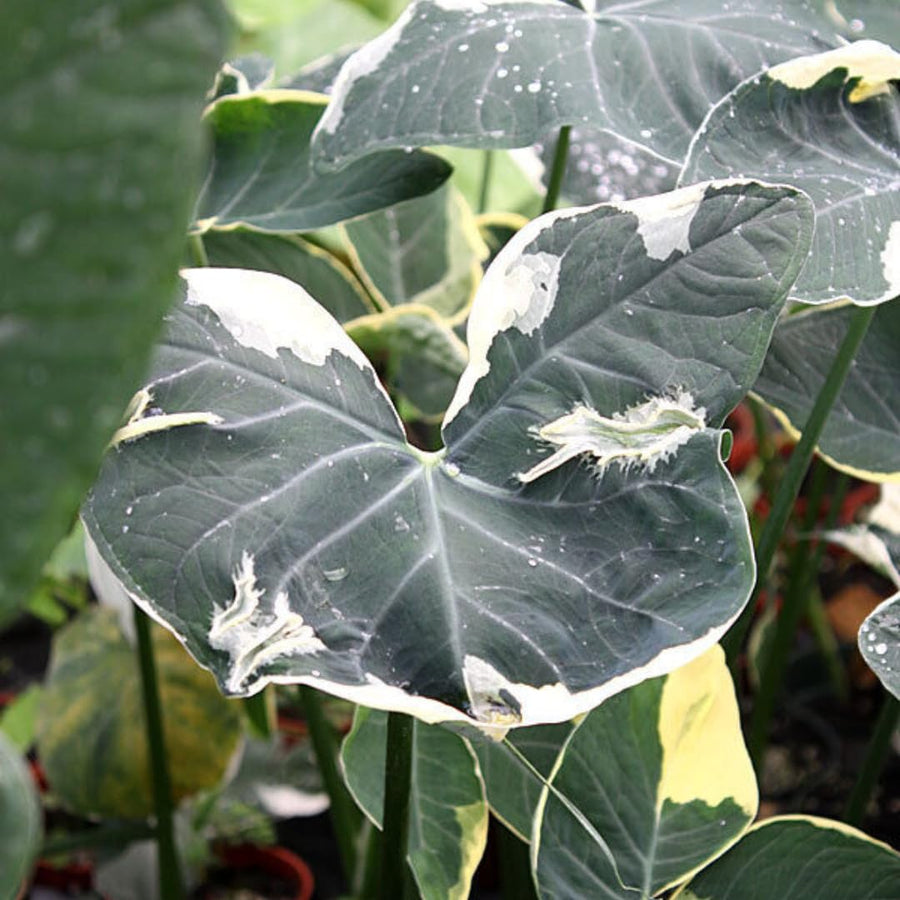 Elephant Ear Plants, Variegated Colocasia Plant, Colocasia Alocasia Esculenta Taro for Indoor Outdoor Gardens, Dormant in Winter
