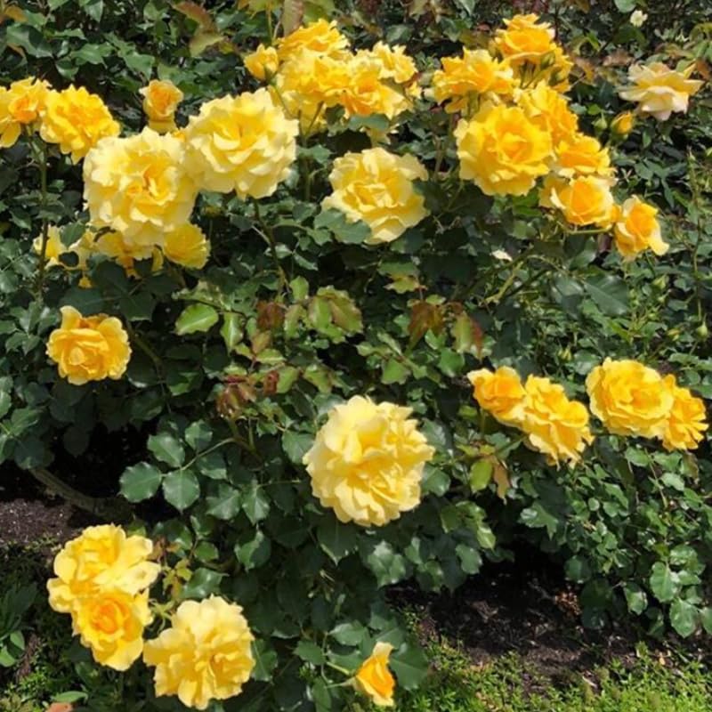 Sunrosa Bush Roses for Garden, Fragrant and Hardy Rose Plants for Outdoor Planting, No Pot, 5 to 9 Inc Tall Starter Plant Well-Rooted, Yellow Blooms
