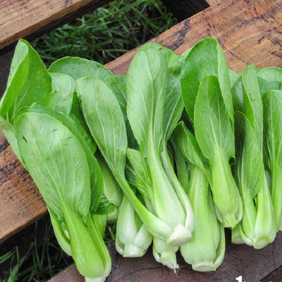 500+ Green Stem Pak Choi Seeds, Bok Choy Cabbage Seeds, Leafy Green Vegetable, Suitable for Home Garden Planting, Outdoor Growing Use