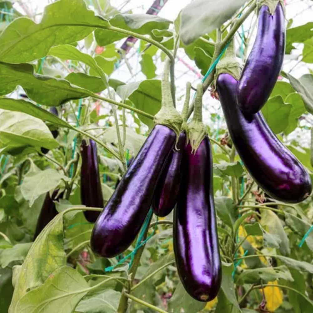 Eggplant Plant Live in 4" Pot, Long Purple Eggplants Live Plant for Outdoor Planting, Live Vegetable Plant, 4-8 Inch Tall, Well-Rooted and Hardy Eggplant Tree