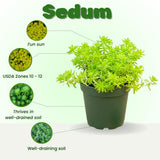 Sedum Live Plant in 4 Inches Pot, Sedum Succulents Plants Live, Vibrant Foliage, Indoor Outdoor Houseplant