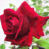 Don Juan Rose Live Plant, Don Juan Climbing Rose Plant Live, Donjuan Climber Plant for Planting, No Leaf, Trim Back, Well Rooted, Bare Root