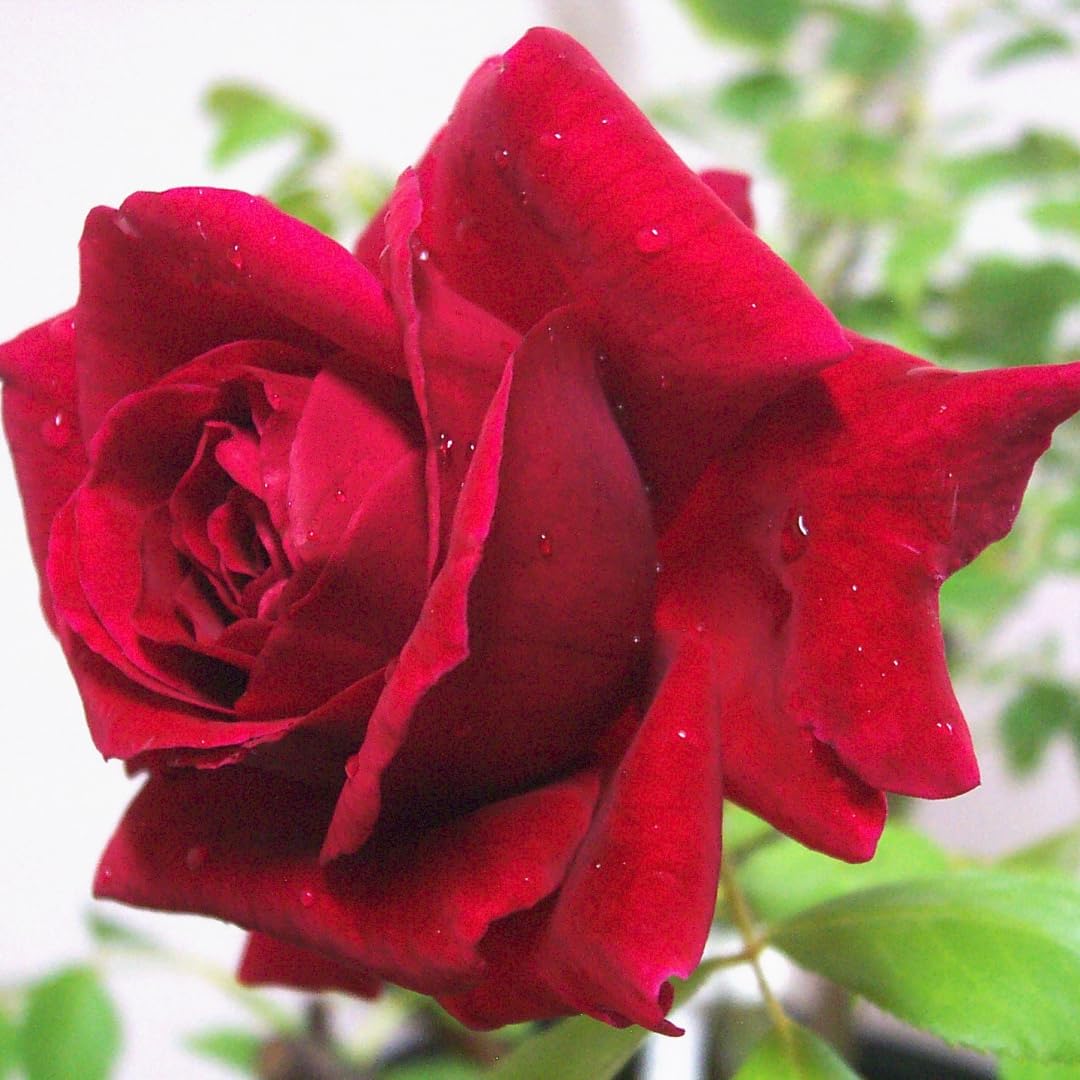 Don Juan Rose Live Plant, Don Juan Climbing Rose Plant Live, Donjuan Climber Plant for Planting, No Leaf, Trim Back, Well Rooted, Bare Root