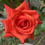 Rose Bush Live Plant - Climbing Rose Plant Live - Bareroot with Soil 7-10 Inch Tall - Fragrant Rose Flowers Heirloom Rose Shrub (Red Orange Rose)