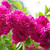 Vibrant Hot Pink Climbing Rose Live Plant, Fragrant Rose Bush Ready to Plants, Zone 5 to 9, Size 5 to 7 Inches and Bare Root