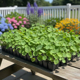 Live Nasturtium Plants in 4'' Pot, Hardy Nasturtium Vine Plant for Outdoor Planting, 4-6 Inc Tall, Edible Leaves, 2 Plants per Pot