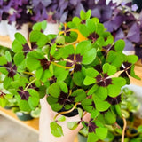 Oxalis Plant in 4'' Pot, 4-8'' Tall, Shamrock Flowers Plants, Perennial Flower Plants for Indoor and Outdoor Garden (Dark Pink Oxalis)
