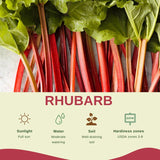 5 Rhubarb Plant Bare Roots for Planting, Large Size Perennial Rhubarb Crown Vegetables Well Rooted, Crisp Red Stalks, High Yielding