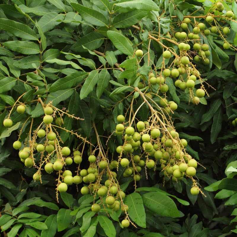 Longan Tree Live in Pot, 3 Ft Tall Grafted Longan Fruit Live Plant, Tropical Fruit Tree
