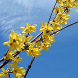 Gold Forsythia Live Plant in 2.5 Inch Pot, Forsythia Plant Live, Hardy Yellow Flowering Shrub for Outdoor Gardens