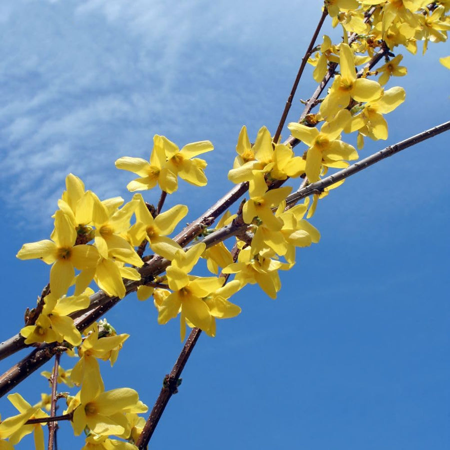 Gold Forsythia Live Plant in 2.5 Inch Pot, Forsythia Plant Live, Hardy Yellow Flowering Shrub for Outdoor Gardens