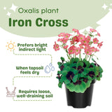 Oxalis Plant in 4'' Pot, 4-8'' Tall, Shamrock Flowers Plants, Perennial Flower Plants for Indoor and Outdoor Garden (Dark Pink Oxalis)
