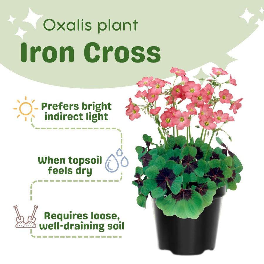 Oxalis Plant in 4'' Pot, 4-8'' Tall, Shamrock Flowers Plants, Perennial Flower Plants for Indoor and Outdoor Garden (Dark Pink Oxalis)