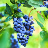 2 Blueberry Plants Live for Planting, Sweet Blueberry Bushes Live Plant, 5 to 10 Inch Height, Fruit Tree Live Blueberry Plant, No Pot (North Blueberry)