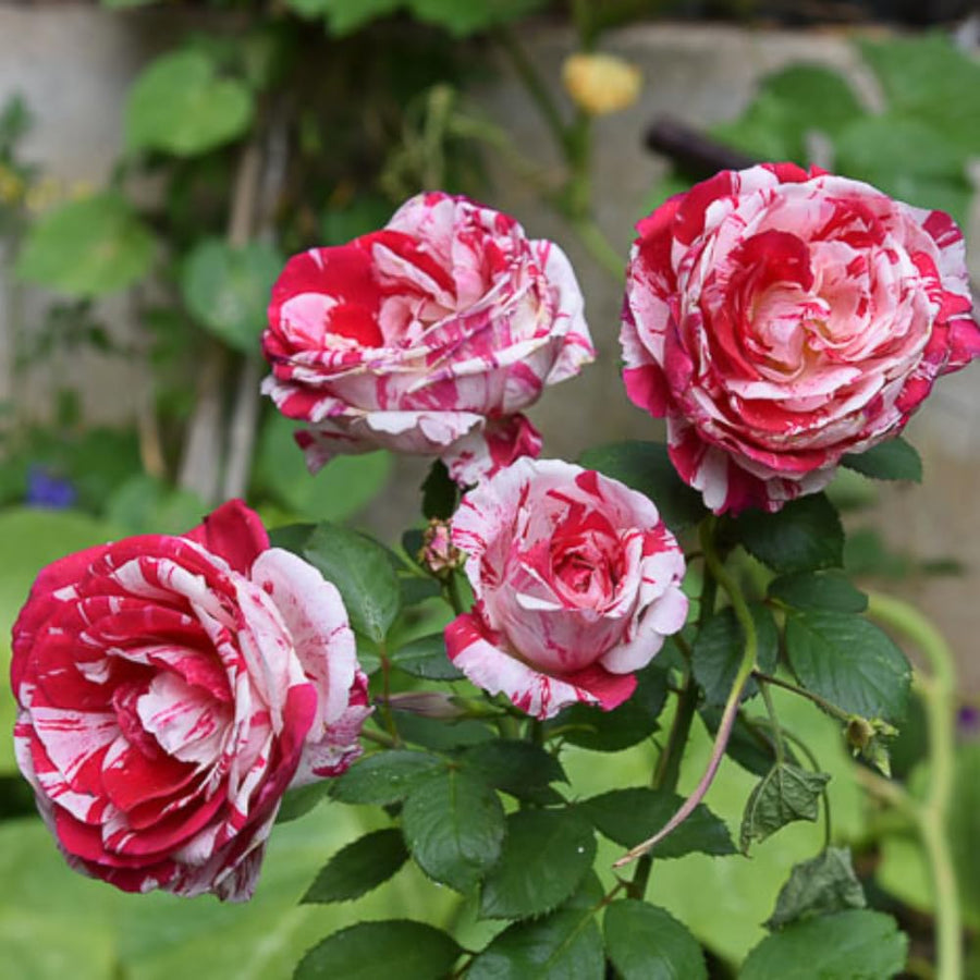Rose Bush Live Plant - Rose Plant Live Shrub - Bareroot with Soil 5-10 Inch Tall - Fragrant Rose Flowers Heirloom Rose Shrub - No Pot (Stripe Rose)