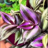 Live Purple Wandering Jew Plant, Tradescantia Zebrina Plants, 4 Inch Pot for Indoor Houseplant