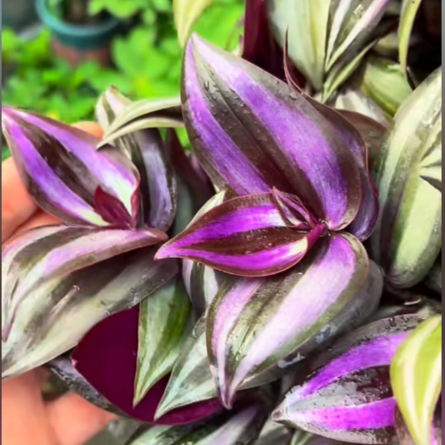 Live Purple Wandering Jew Plant, Tradescantia Zebrina Plants, 4 Inch Pot for Indoor Houseplant