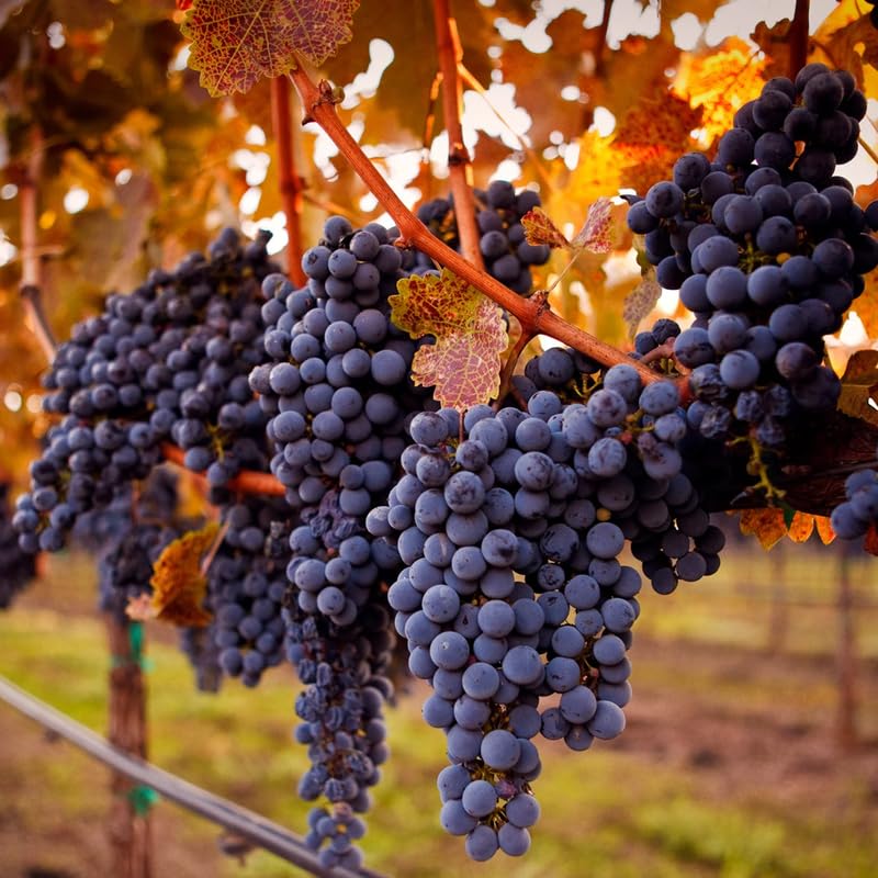 Grape Vine Plant Live for Planting Outdoor, Black Grape Plant Live Grape Tree 1 to 2 Years Old, Grape Fruit Tree