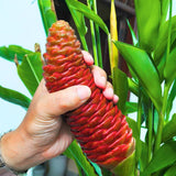 5 Shampoo Ginger Rhizomes for Planting – Fresh Zingiber Zerumbet Roots, Hardy Perennial Herb, Fragrabnt Ginger Plant for Garden or Containers