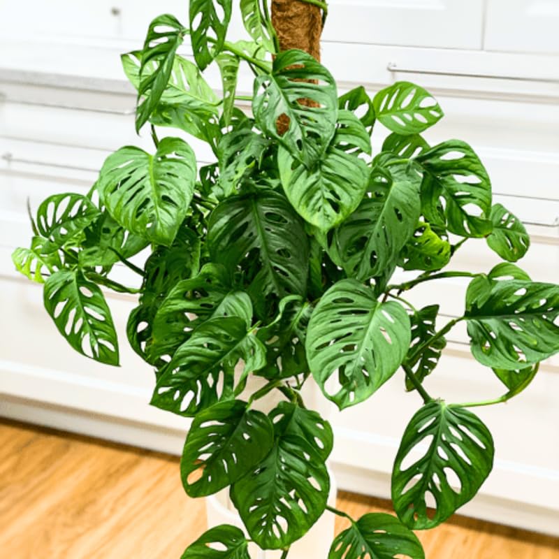 Monstera Plant Live, Swiss Cheese Live Indoor Houseplant, Tropical Split-Leaf Plant for Home Office, 5-8" Tall, No Pot