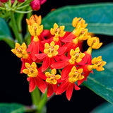 2 Mikweed Live Plants, Asclepias Tuberosa Perennial Flowers Plants, Tropical Butterfly Milkweeds 4-8 Inch for Outdoor Garden (Red)