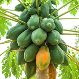 Dwarf Papaya Plant Live Size 8-12" in Half Gallon Pot, Perfect for Containers, Tropical Fruit for Small Spaces, No CA