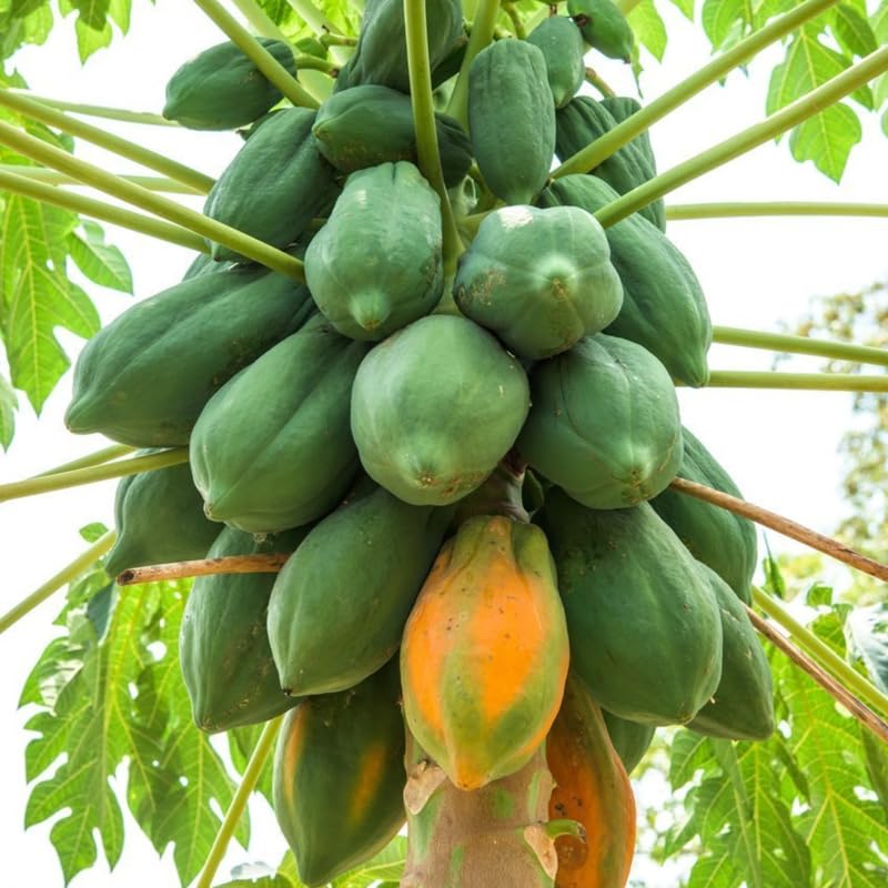 Dwarf Papaya Plant Live Size 8-12" in Half Gallon Pot, Perfect for Containers, Tropical Fruit for Small Spaces, No CA
