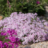 Set 2 White Pink Creeping Phlox Live Plants, Creeping Phlox Plants Perennial, Groundcover Hardy Flower Plants for Growing Outdoor, No Pot, Size 4 Inch Pot