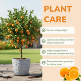 Calamondin Tree Live Plant, Calamansi Plant, 3 to 4 feet Tall, Calamondin Calamansi Trees Live Plants for Indoor Outdoor Planting