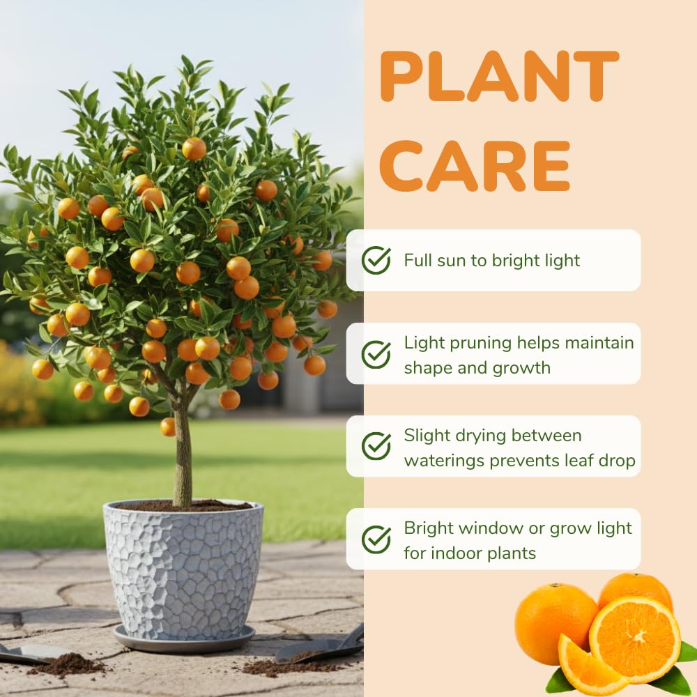 Calamondin Tree Live Plant, Calamansi Plant, 3 to 4 feet Tall, Calamondin Calamansi Trees Live Plants for Indoor Outdoor Planting