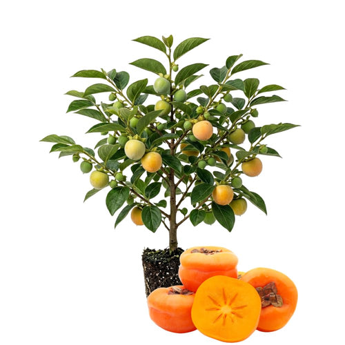 Persimmon Tree Live Plant, Hardy Persimmon Fruit, 6-12 Inches Tall, Outdoor Planting