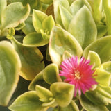 Variegated Aptenia Baby Sun Rose Plant Live, Starter Baby Sun Rose for Planting, 3 to 5 Inc Tall, No Pot, Aptenia Plant for Trailing