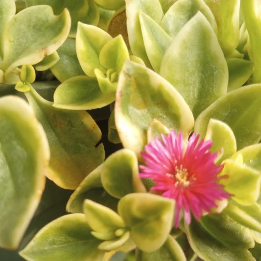 Variegated Aptenia Baby Sun Rose Plant Live, Starter Baby Sun Rose for Planting, 3 to 5 Inc Tall, No Pot, Aptenia Plant for Trailing