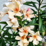 Oleander Plants Live, 2 Small Plants, Live Oleander Flower Plants, Tropical Plant Live Shrub Garden (Salmon)