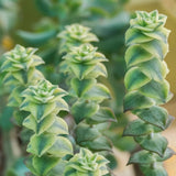 String Plant Live 4 Inch Pot, Rare Succulents Plants in Hanging Baskets, Trailing Succulent Houseplant for Home Office (Variegated String of Buttons)