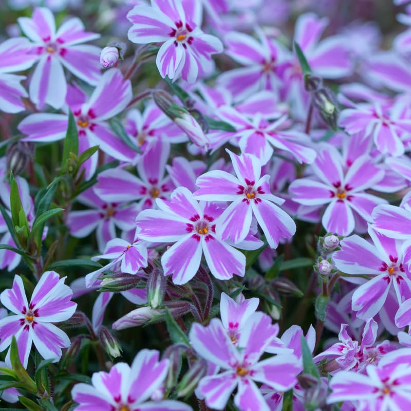 Set 2 White Pink Creeping Phlox Live Plants, Creeping Phlox Plants Perennial, Groundcover Hardy Flower Plants for Growing Outdoor, No Pot, Size 4 Inch Pot