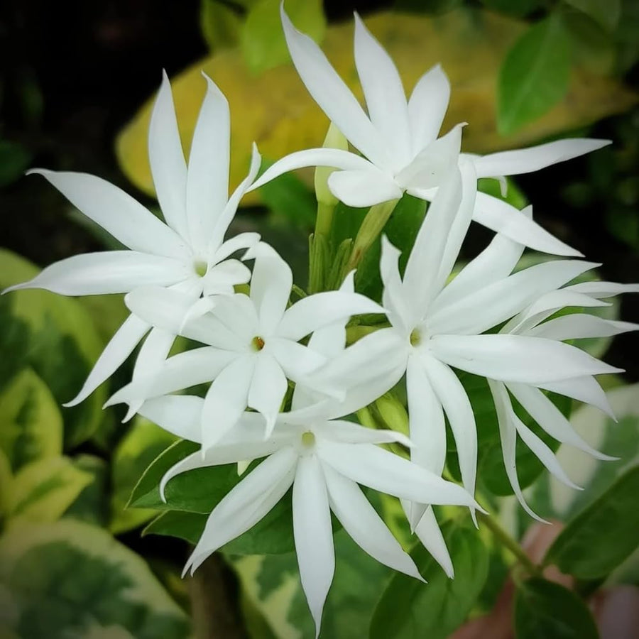 White Jasmine Plant, Fragrant Jasmine Flower Vine 4-8 Inches Well Rooted for Container, Hanging Basket Growing