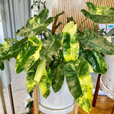 2 Variegated Philodendron Live Plant 5-9" Tall, Rare Tropical Indoor Houseplant Home Garden