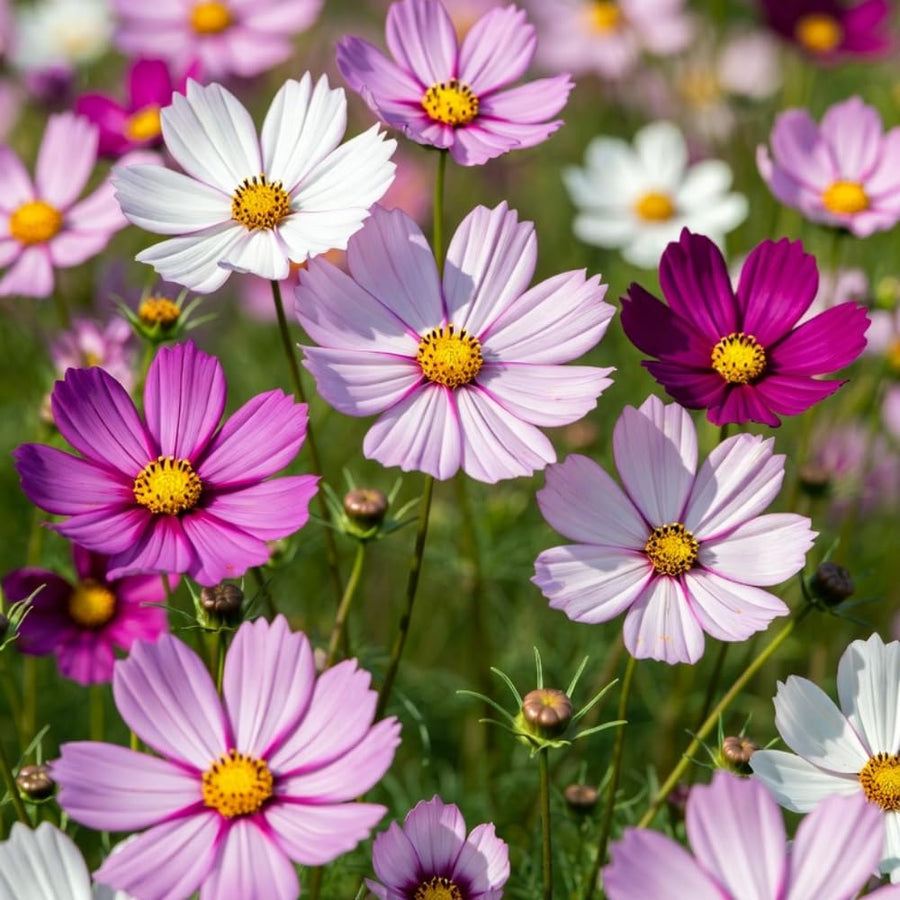 Set of 1000 Mix Cosmos Flower Seeds, Cosmos Flower Plant, Colorful Blooming for Outdoor Gardening